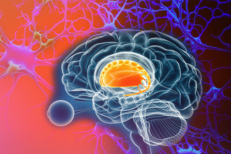 Dopamine pathway neurons